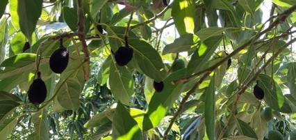 Picture3-Avicado-on-a-tree