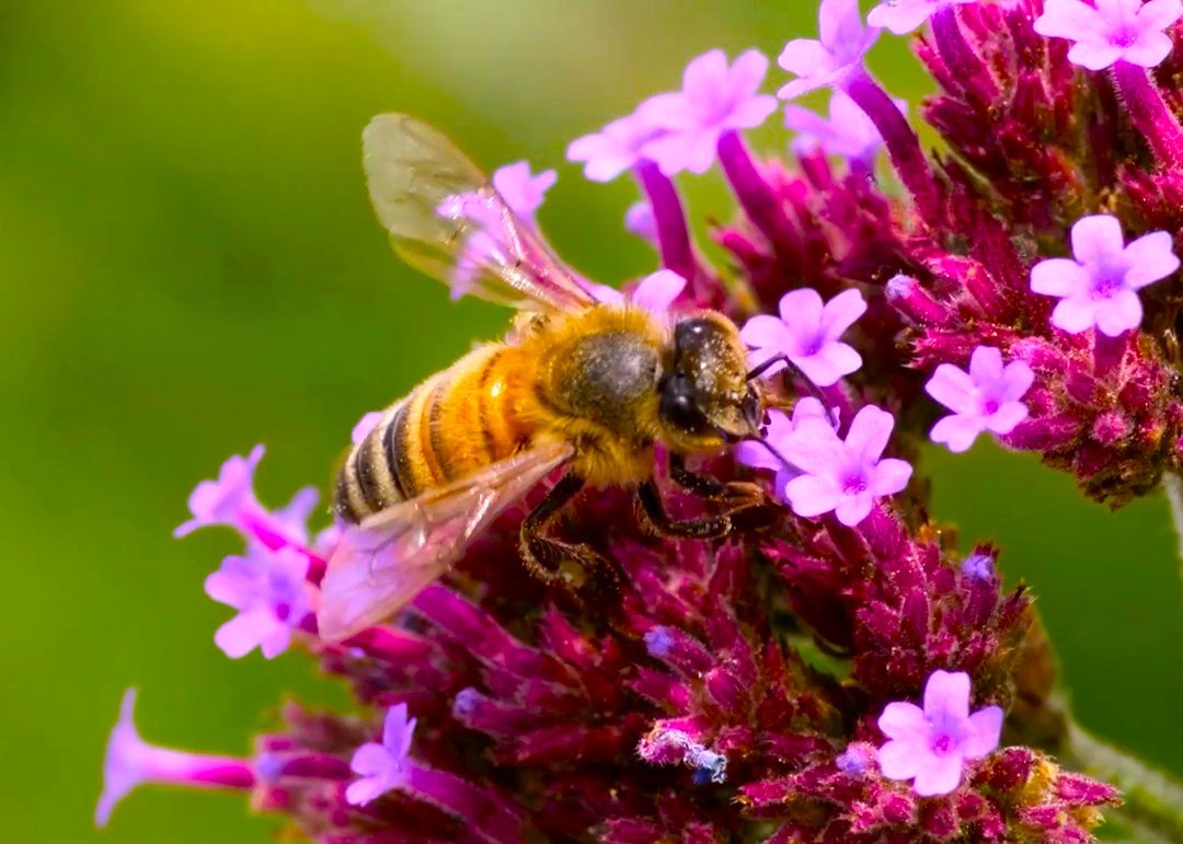 James Cameron reveals bees' secrets – Gadget